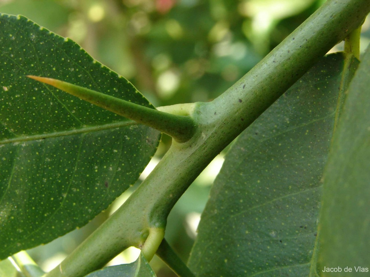 Citrus medica L.